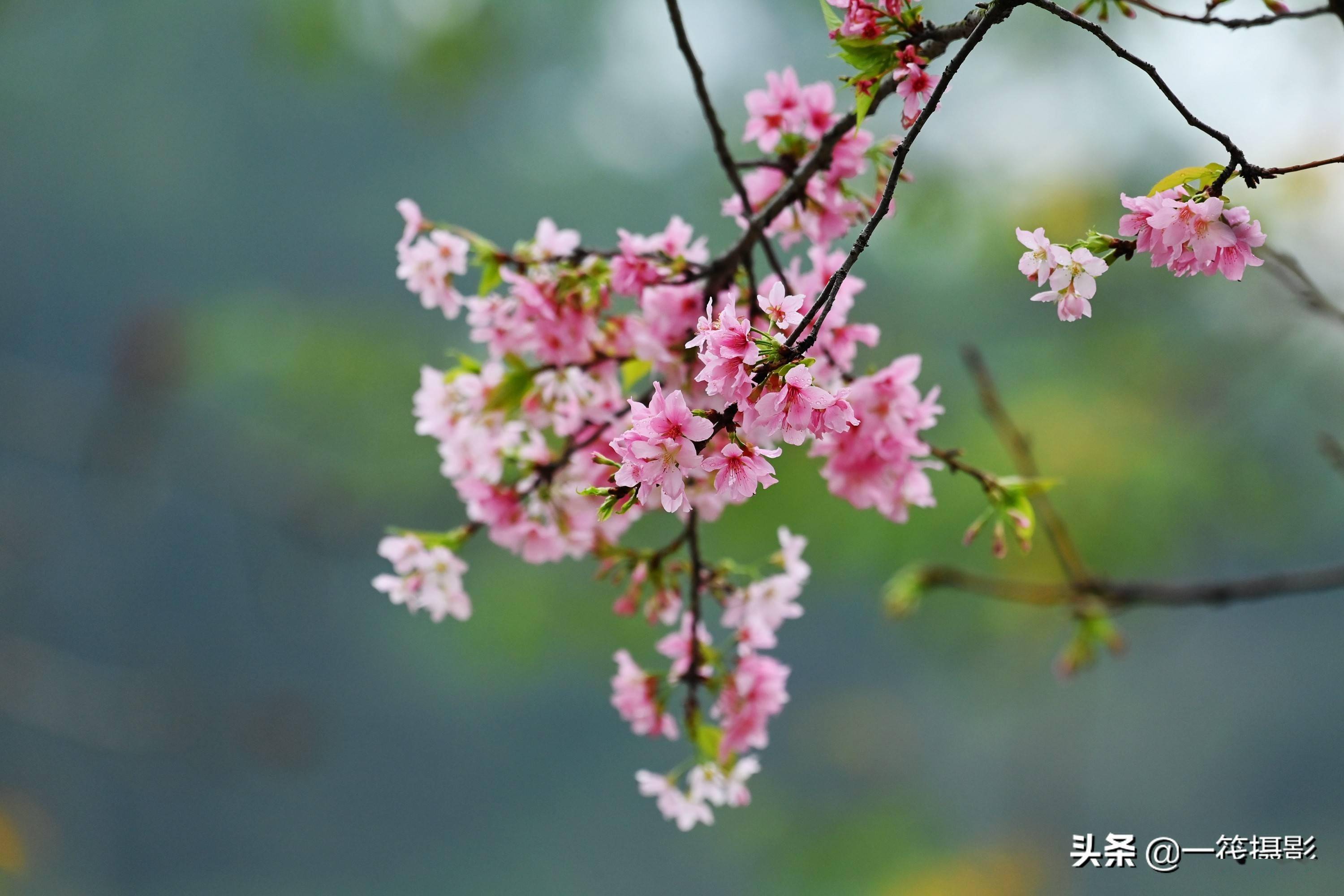 广东春分花图片