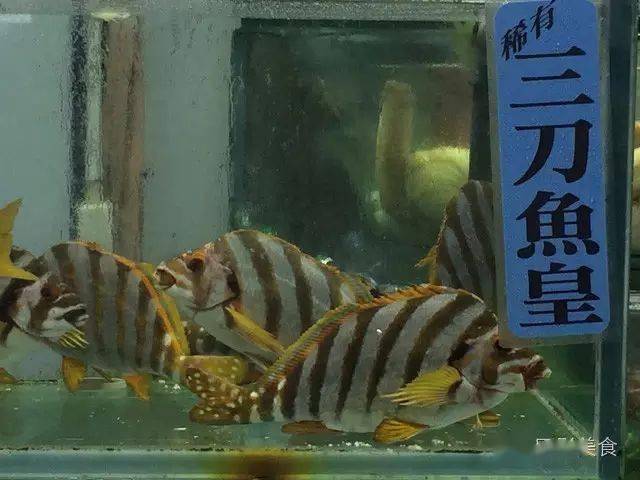 世界顶级食用鱼排行榜