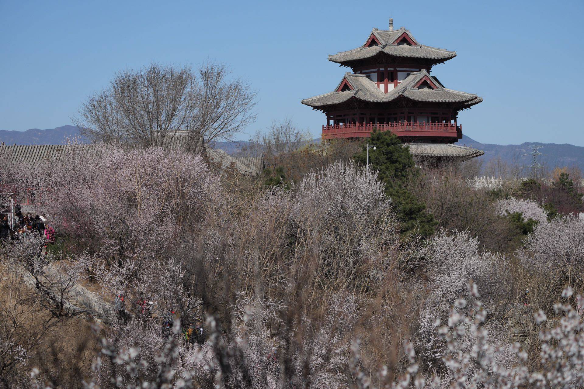 感觉|快来打卡！北京这里有一处“山桃花谷”，花海引人入胜