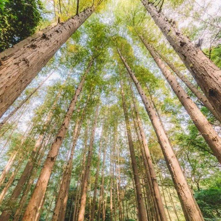七首古诗咏佳木,惟愿山河无恙人间安!_时节_桃花_松树