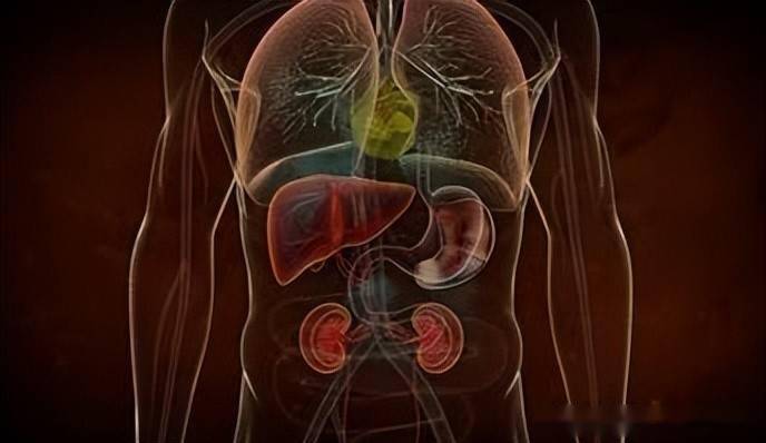 肝和肾的位置图图片