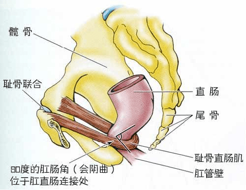 是直肠前突型便秘的典型症状在临床上我们称之为鹅颈征这种影像学