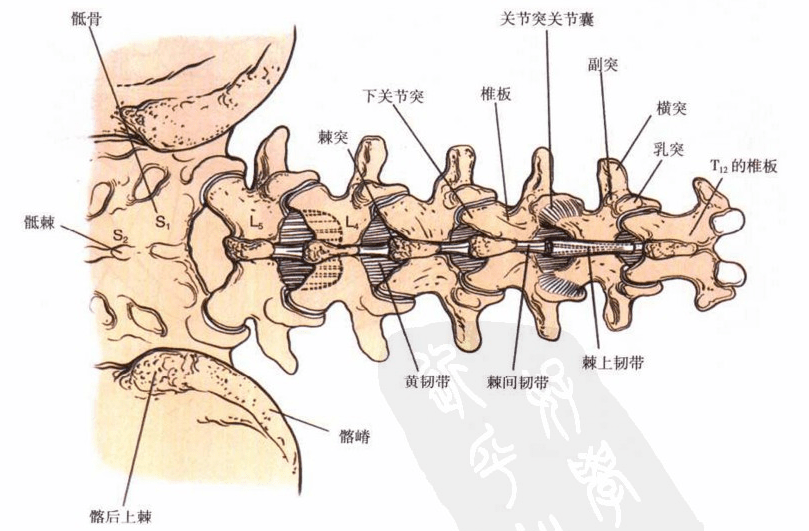 圖文詳解腰椎後側入路的應用解剖