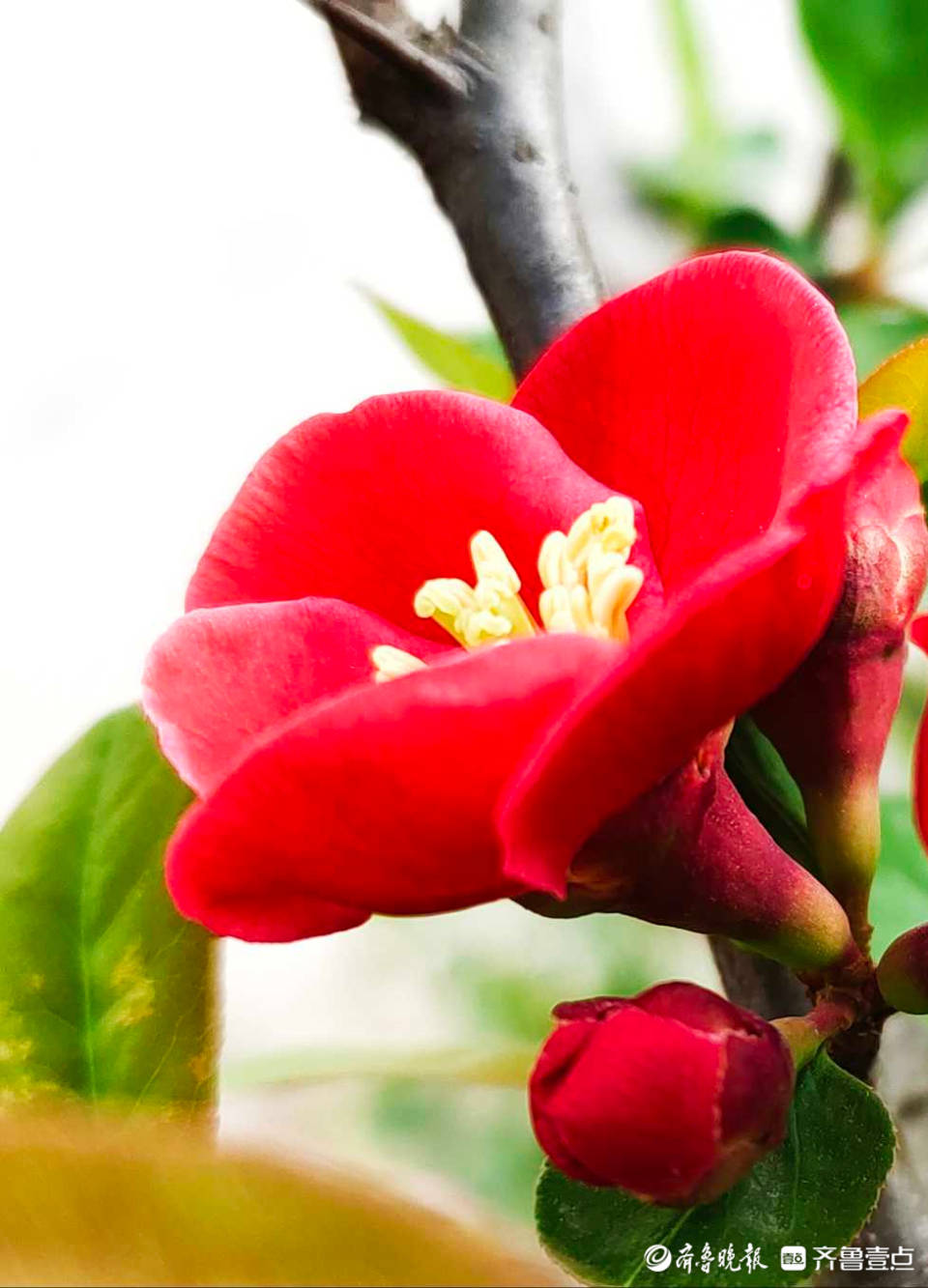 好景山东赏心悦目临沂郯城贴梗海棠绚烂绽放阳光下娇艳动人