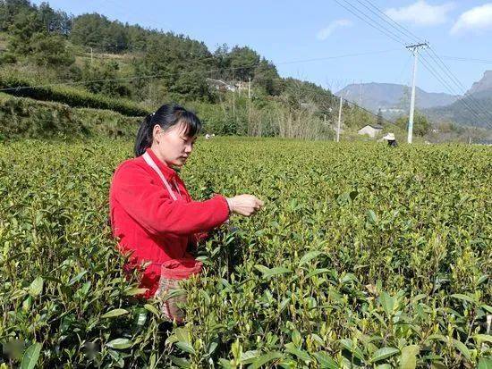 插旗峪社区清明头茶开采