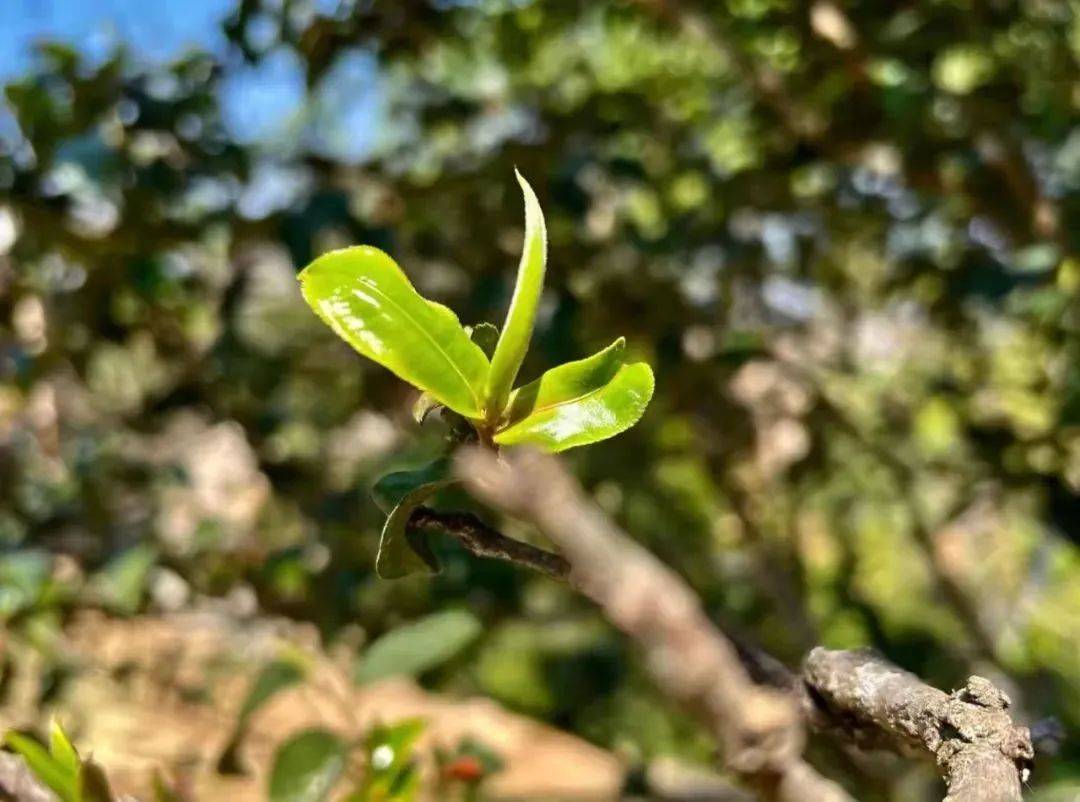 功效|好香！是春天的味道！