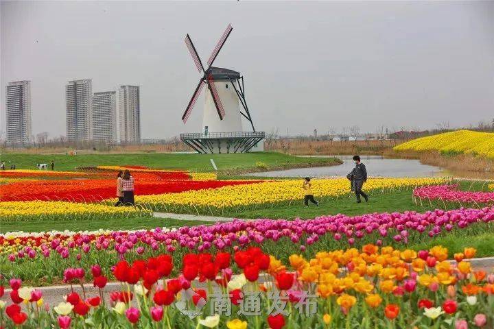 面朝大海 春暖花开丨启东圆陀角郁金香花开正艳_交汇处_季季花_季佳芊