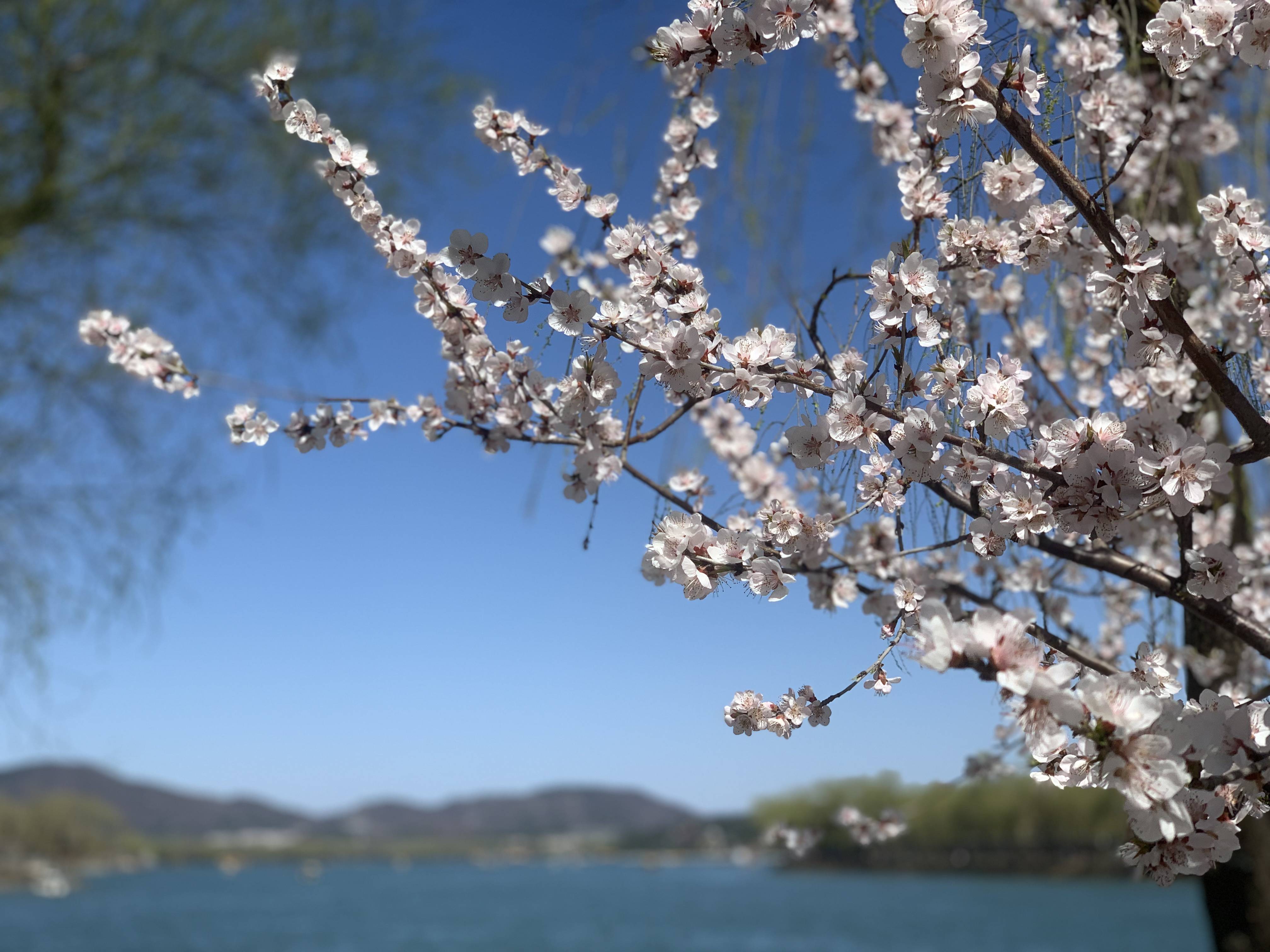 宫门|仿佛误入“桃花源”！颐和园西堤山桃花盛开，美不胜收