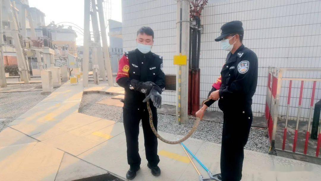 2米长黑眉锦蛇现身楚雄州一厂区内,民警一招制敌_银环蛇_处置_毒蛇