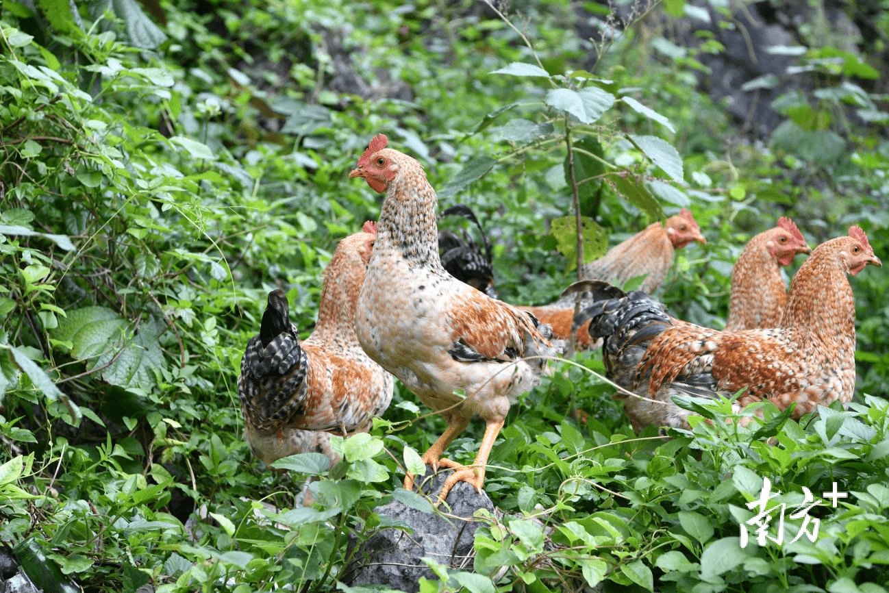 宝安对口帮扶广西大化七百弄鸡带动乡村经济腾飞