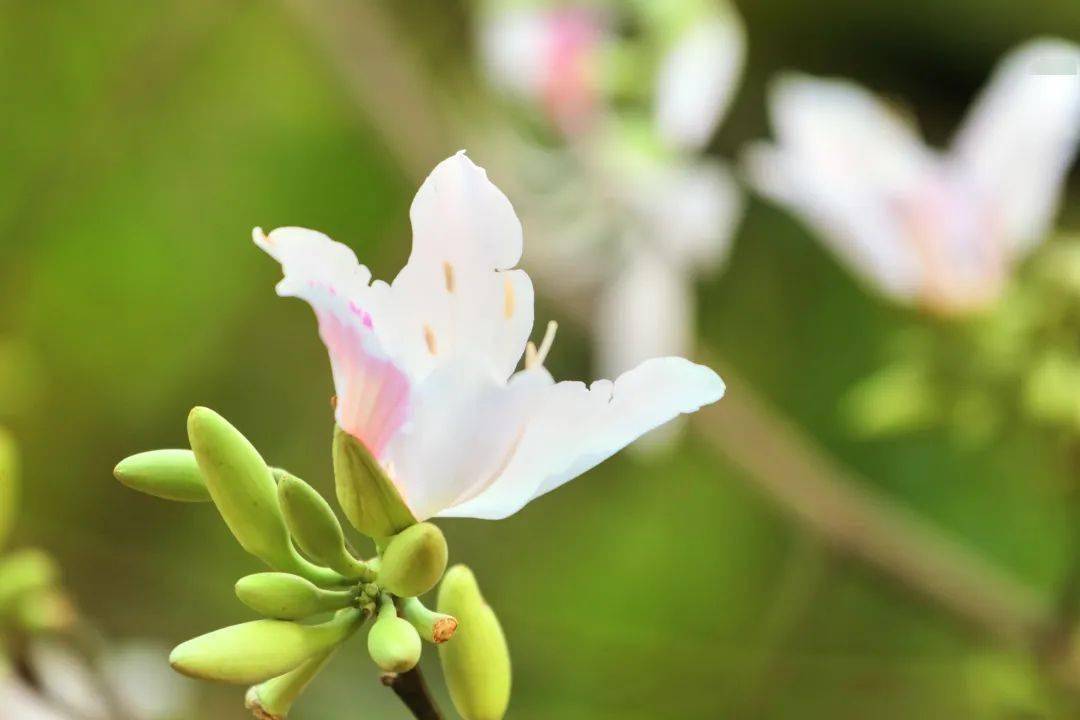 白露花树图片图片