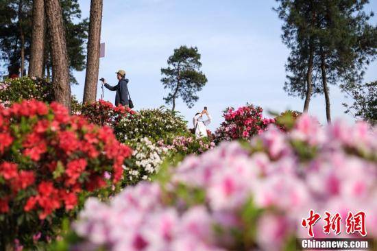 特色|重庆南山放牛村 杜鹃烂漫始盛开