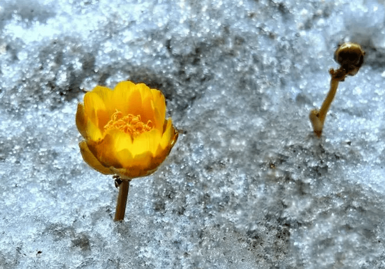 花朵|七台河市勃利县花冰凌花绽放