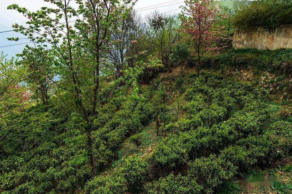 老姆登茶園尋茶正當時