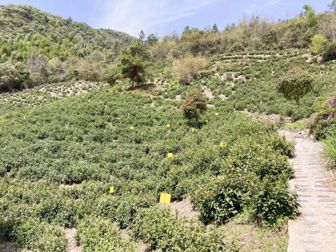 一壶新茗泡松萝!_王光熙_黄山_茶叶