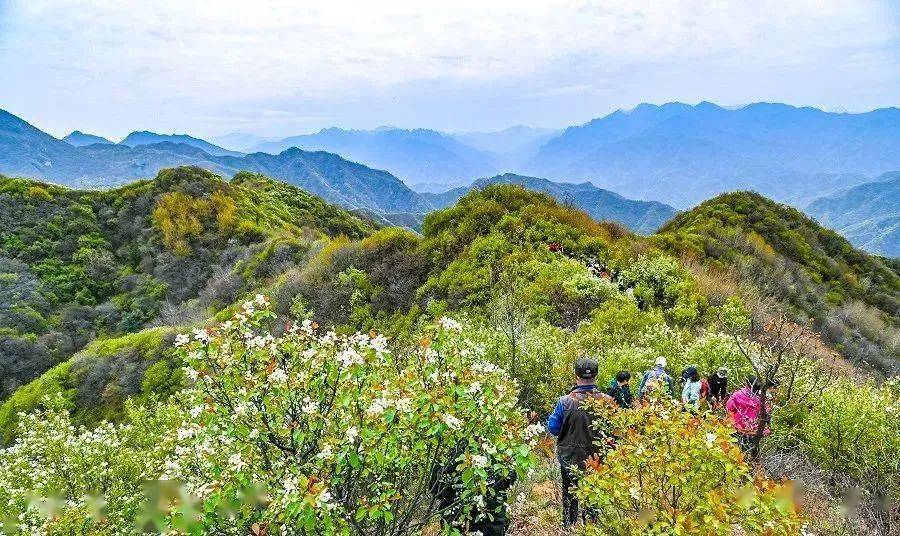 賞秦川美景4月34日淨業寺臥佛寺黃峪寺穿越三寺連穿賞白鵑梅一日遊