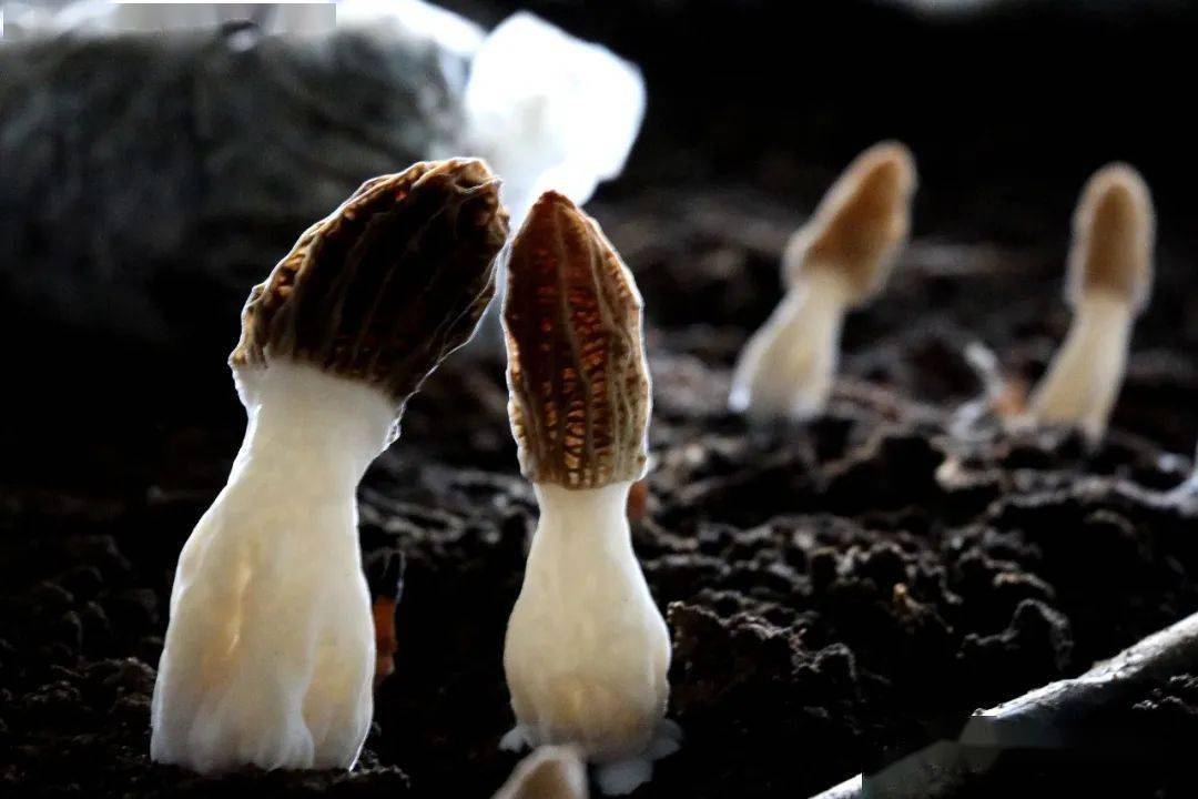 成熟的羊肚菌菌盖呈椭圆型,表面有类似羊肚状的凹坑,菌柄白色,中间