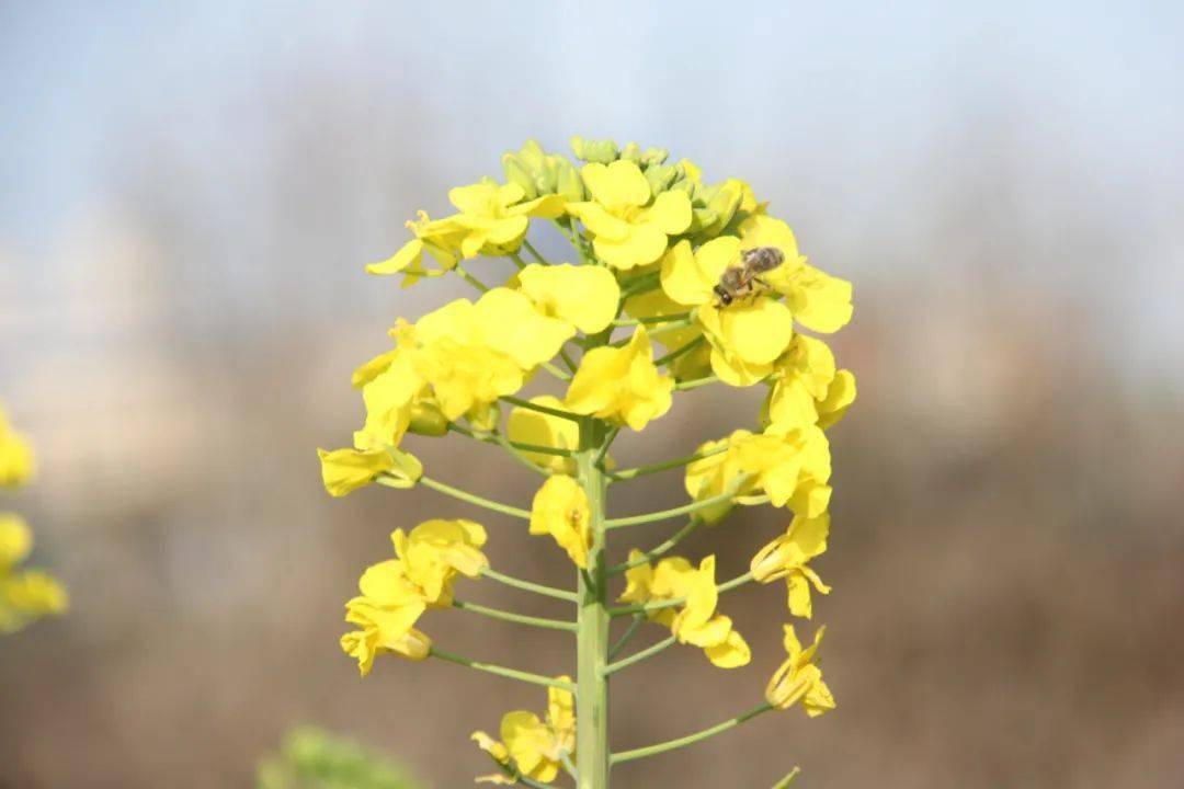 江陵油菜花图片