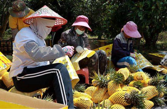 海南养殖什么销路好 在海南养殖什么前景好
