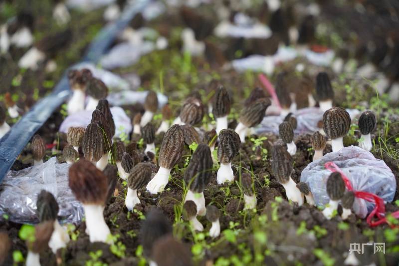 贵州施秉:羊肚菌抢"鲜"上市销售旺_种植_大棚_雷松松