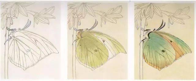 14种工笔蝴蝶的设色步骤图解说明_芥子园_画谱_mm