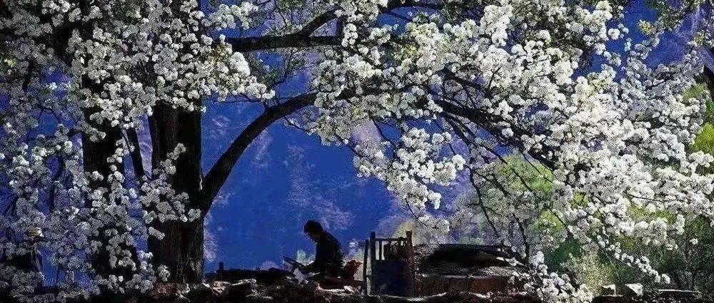 细雨不减春意 点点梨花雨_云和_陈忠人_潘庭聪