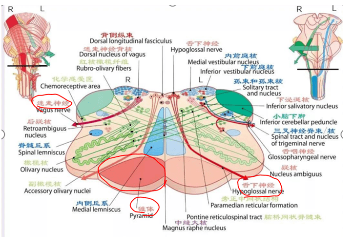这份秘籍请收好_综合征_脑桥_供应