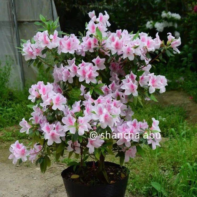 限量45颗粉色毛娟和22颗大红色毛娟出售,_花瓣_毛娟和_大红色