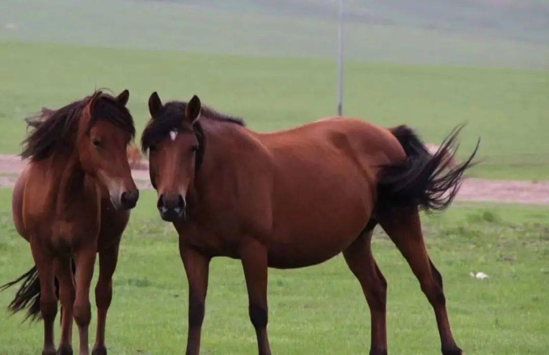 请看这里一言既出驷马难追怎么用英文翻译才贴切呢