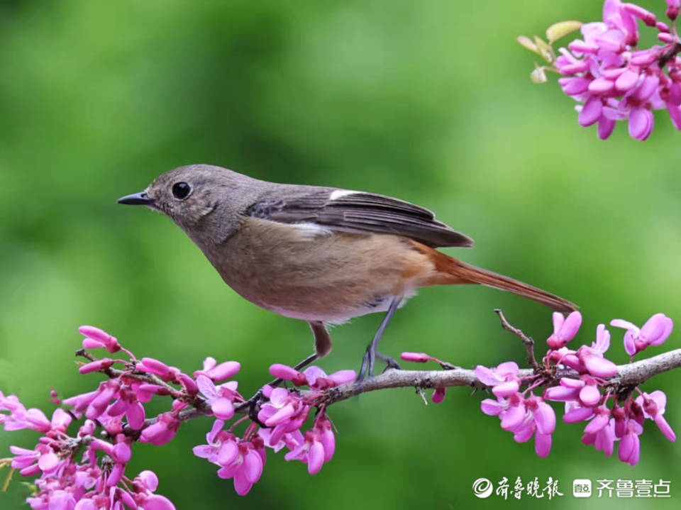 北红尾鸲母鸟图片