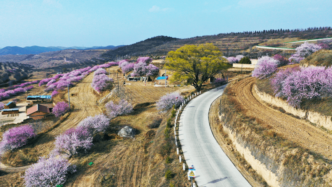 组图西海固山花烂漫春意浓