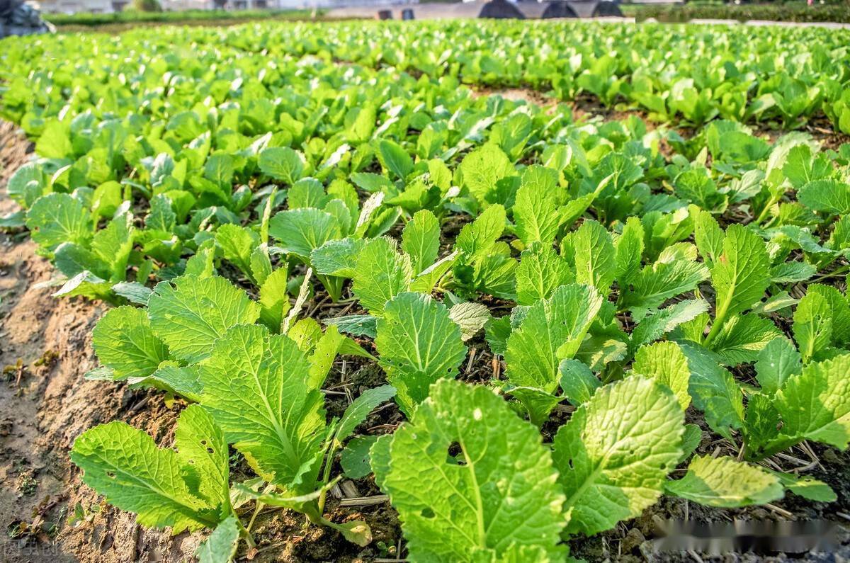 清明节快到了这些瓜果蔬菜准备种植了但要注意几点