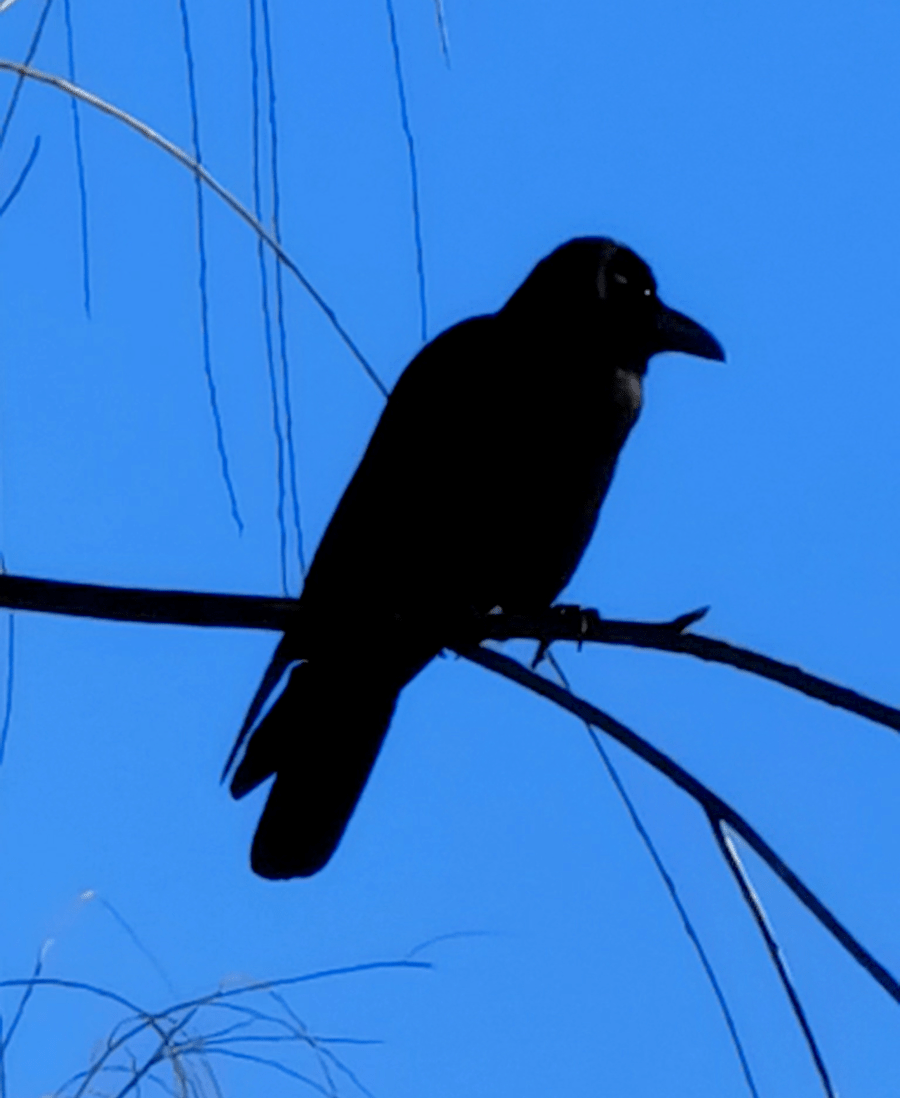 节日快乐!_明湖_啾啾_红果