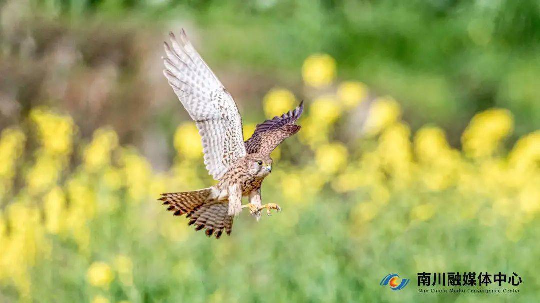 國際愛鳥日來鳥解一下