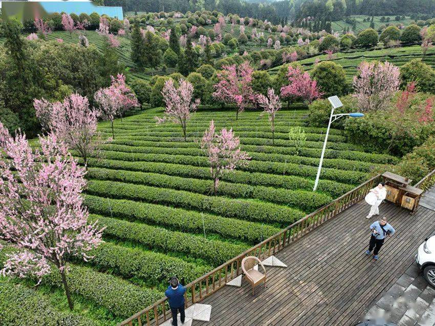 羅星漢 攝3月27日,鳳岡縣土溪鎮大連村,婁山春生態茶園風光.