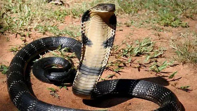 黔西南一居民家惊现4米长眼镜王蛇!凶猛敏捷…