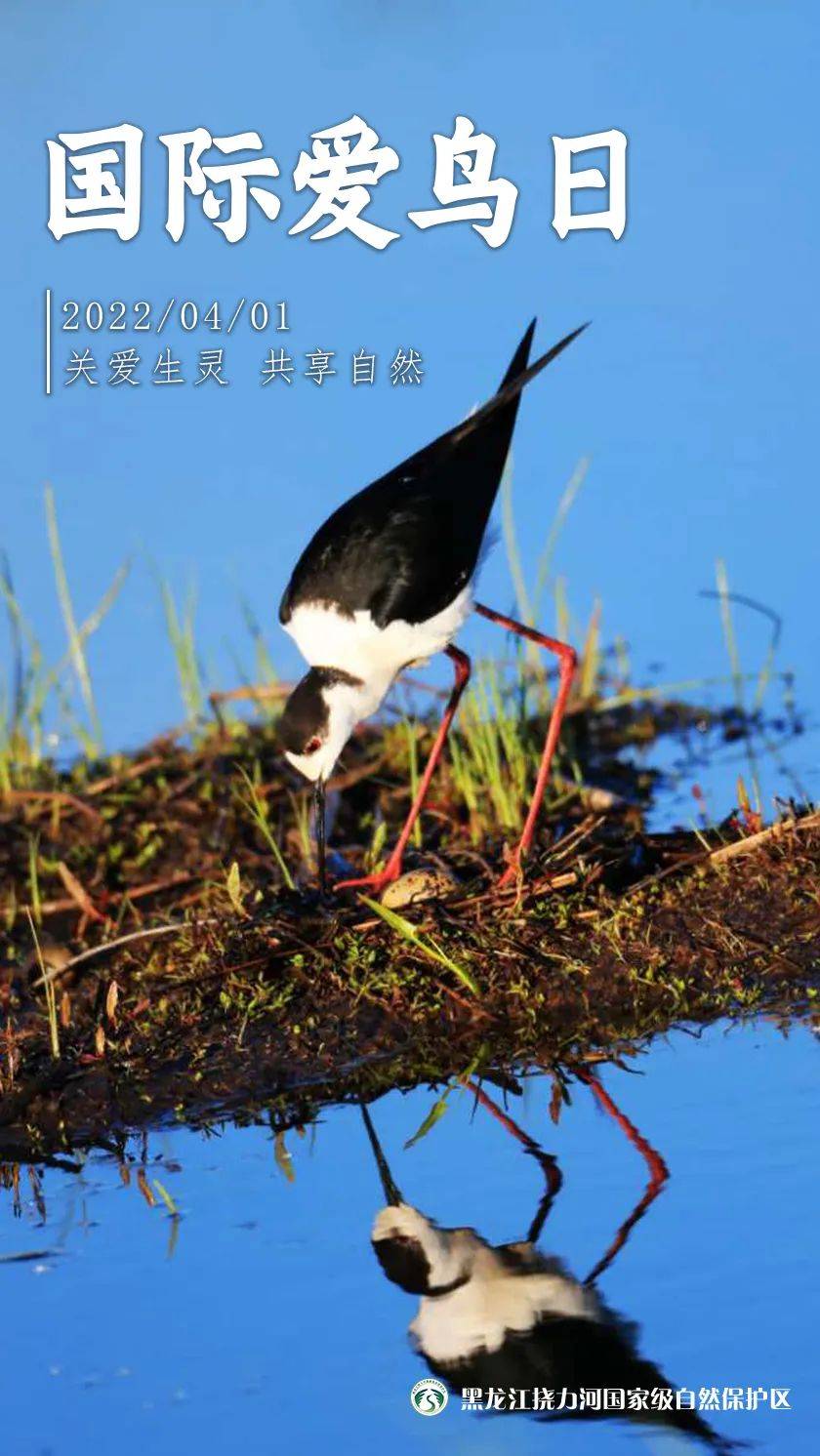 國家愛鳥日│撓力河保護區野生鳥類高清海報請收好