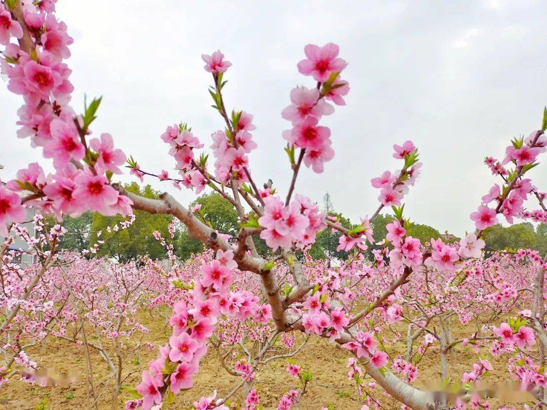 要火漢中有座桃花島讓人流連忘返您去過嗎