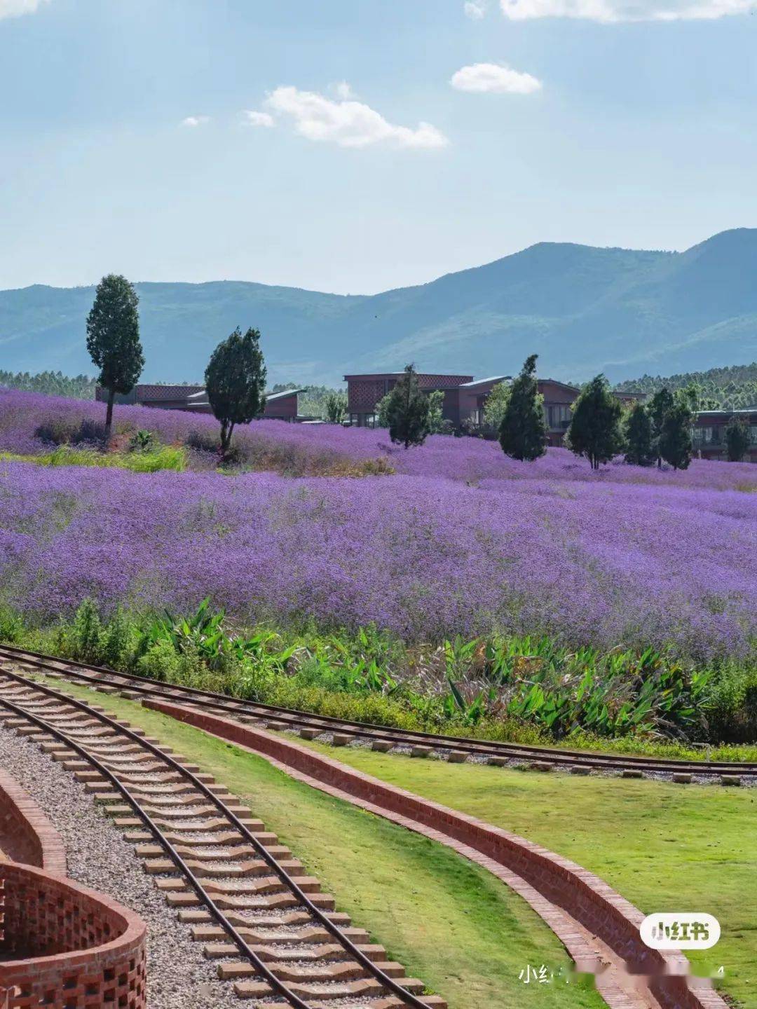 昆明的紫色花海美爆了!33张照片,让你爱上这样浪漫的昆明!