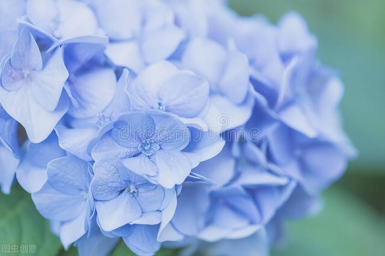 绣球花中 最值得 养的品种 一共5种 颜值 控别错过 贝拉安娜 开花 手鞠