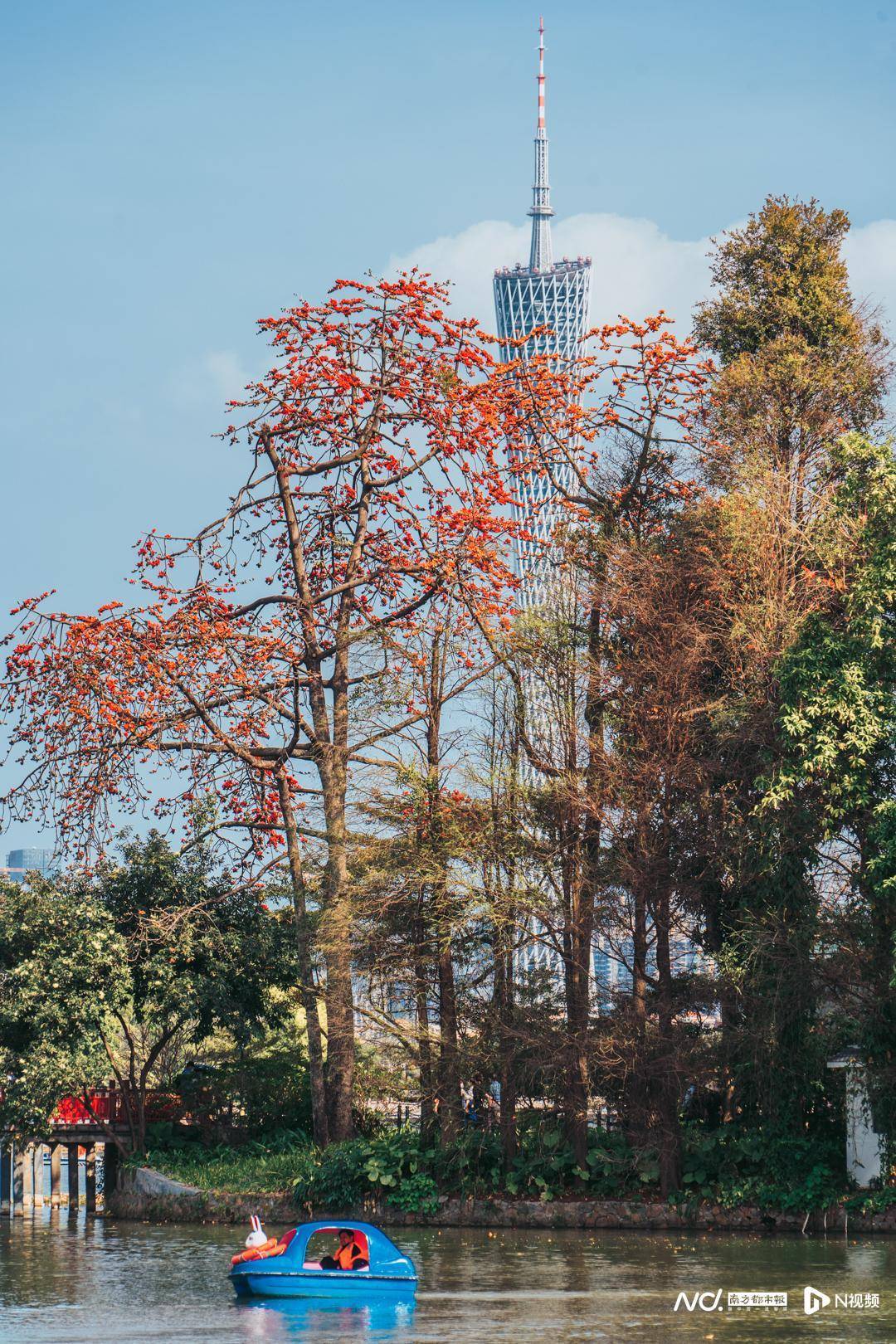 红遍全城21个角度看广州春天木棉花