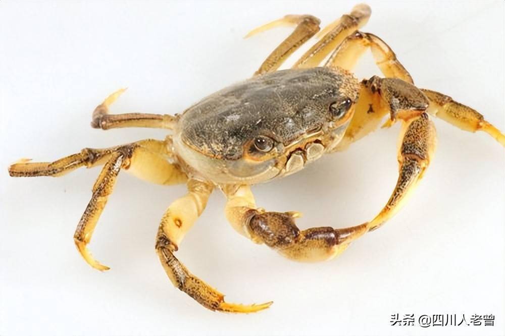为啥四川人把螃蟹说成盘海