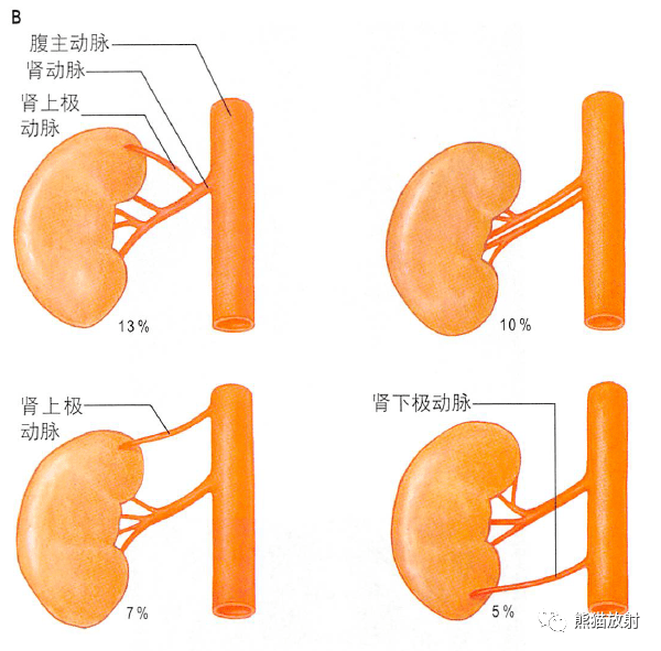 解剖丨脾,腎上腺,泌尿生殖發育,腎和輸尿管_結構_動脈血_男性