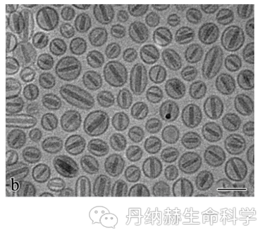 脂质体显微镜图片图片