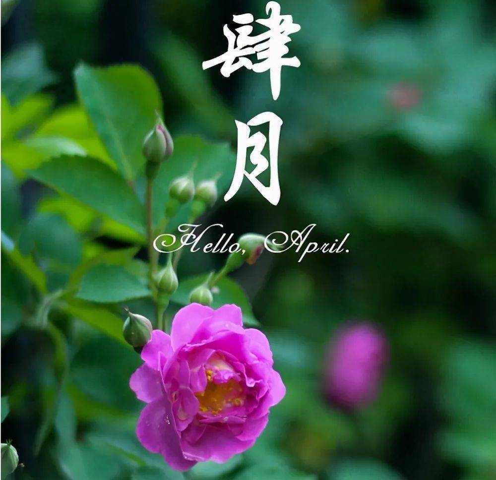 四月的祝福
