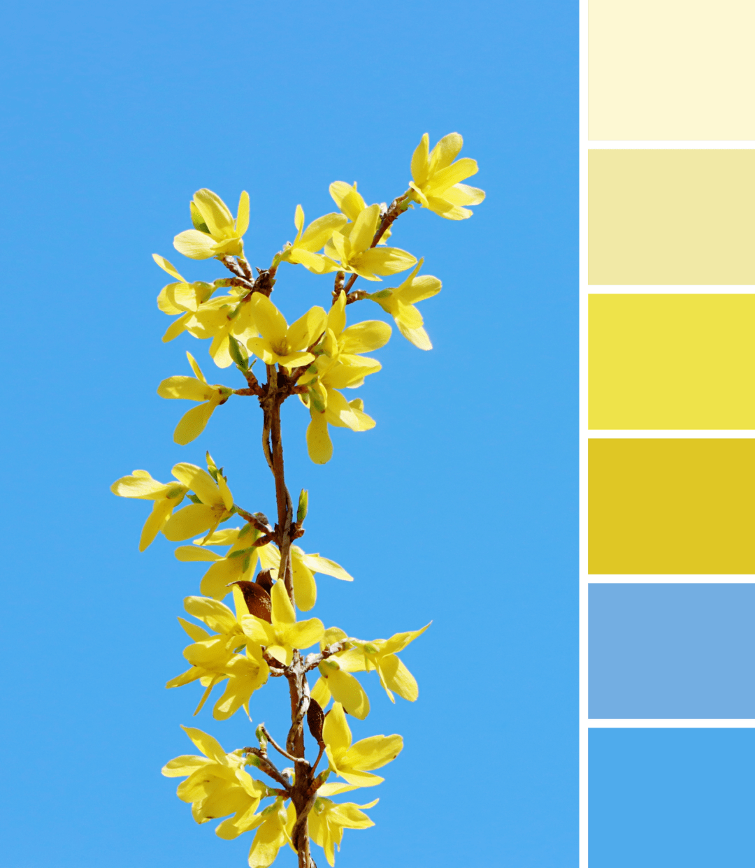 清华春日色卡 | 人间四月天,我想见你_黄沐瑶_春光_姚铭