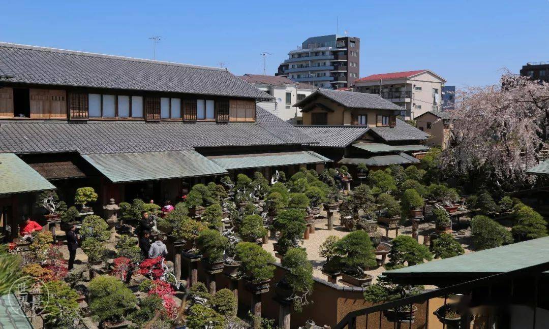 造价超10亿日本最美的盆景园