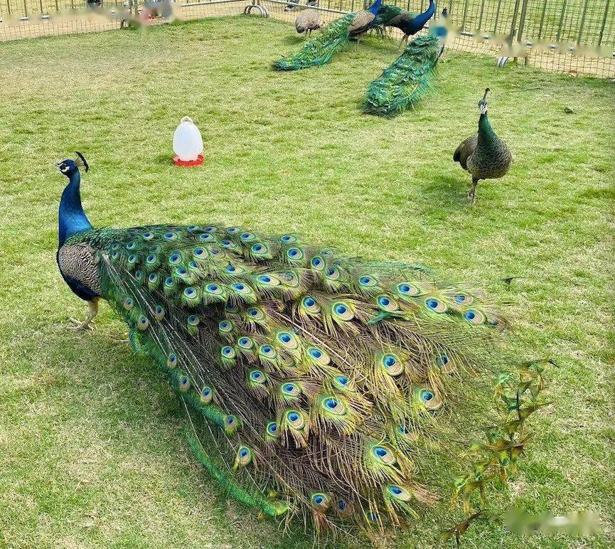 假期到公园溜达,看孔雀开屏,赏花,踏青