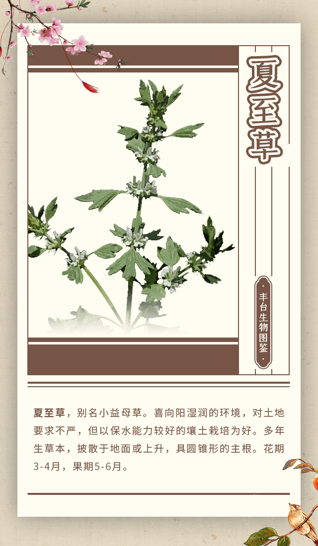 夏至草功效与作用图片图片