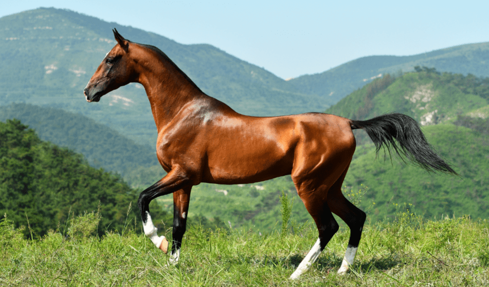蒙骏奥斯卡meng jun ao si ka(ire)北方大佬north dakota(ire)知识过